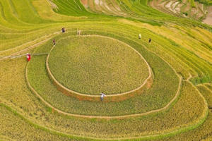 Mùa vàng ở đồi mâm xôi La Pán Tẩn