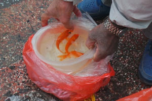 Người Hà Nội thả cá chép sớm tiễn Táo quân về trời