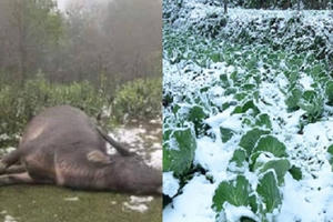 Nhiều tỉnh phía Bắc chịu thiệt hại nặng nề trong đợt rét lịch sử