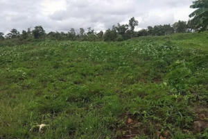 Kỳ 2 - Được giao 730ha đất nhưng lại bỏ hoang, chủ dự án nuôi bò toan tính gì?