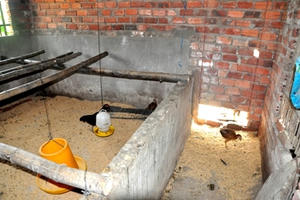 Quảng Nam: Gà cấp cho người nghèo “chạy” vào nhà Bí thư, Chủ tịch xã