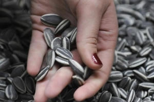 Cảnh báo: Thu hồi hạt hướng dương nhiễm khuẩn Listeria