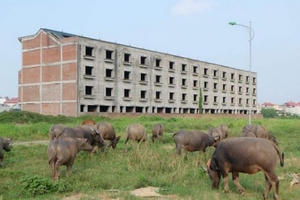 Xây biệt thự tiền tỷ để...nuôi trâu, thả bò
