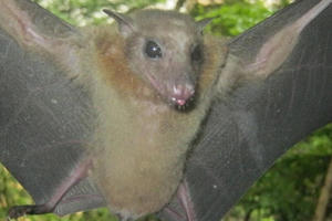 Virus corona và dơi đã phát triển cùng nhau… trong hàng triệu năm