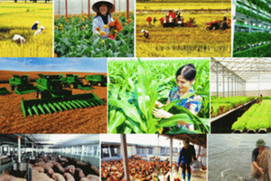 Tổ chức Diễn đàn kinh tế tập thể, hợp tác xã