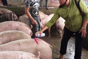 Giá heo hơi hôm nay 17/12: Miền Bắc vượt 95.000 đồng/kg, miền Nam tiến sát