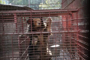 Bình Dương: Giải cứu 7 cá thế gấu gựa