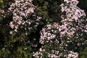 Quên lối về trong Lễ hội hoa đỗ quyên có một không hai tại Fansipan