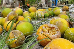 Xót xa nhìn cảnh Cam Xã Đoài rụng vàng gốc, thành “rác” sau lũ