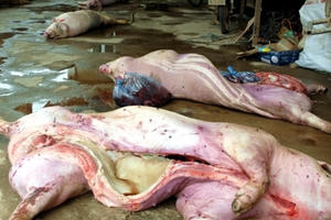 Cao Bằng: “Rùng mình” với lò mổ thu mua lợn ốm, chết về tiêu thụ