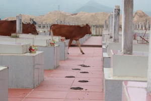 Quảng Bình: Nghĩa trang Liệt sỹ “tan nát” do bò thả rông xâm hại