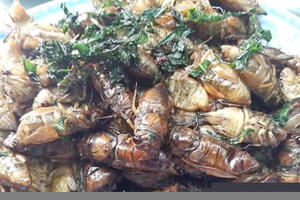 Sốc phản vệ nặng do ăn ve sầu