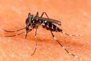 Hà Nội: Số ca mắc sốt xuất huyết tiếp tục giảm