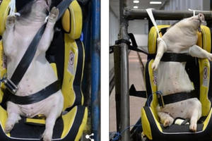 Phẫn nộ cảnh dùng lợn sống làm hình nộm thử tai nạn xe hơi tại Trung Quốc