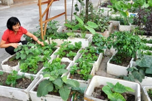 Người Hà Nội tranh thủ vỉa hè trồng rau sạch