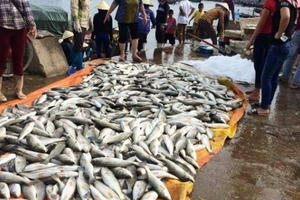 Bộ TN&MT yêu cầu báo cáo nguyên nhân 50 tấn cá chết trước ngày 20/9