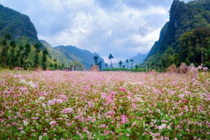 Khám phá sự tích về loài hoa Tam giác mạch