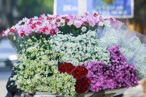 Hà Nội: Cúc họa mi xuống phố