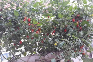 Đã mắt với ban công trồng đủ loại rau quả của bà mẹ trẻ Hà Thành