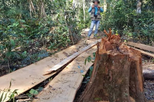 Lâm Đồng: Nhiều cây Bạch tùng cổ thụ bị cưa hạ, nằm ngổn ngang trong rừng