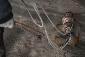 Sự thật tàn khốc ít người biết bên trong những rạp xiếc