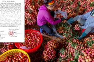 Bắc Giang hỏa tốc xin phép Thủ tướng Chính phủ tạo “làn xanh” để vận chuyển vải thiều