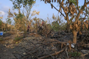 Khoái Châu - Hưng Yên: Gần tết, nhiều vườn cây ăn quả bị kẻ gian đốt trộm