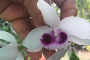 Vườn lan gần 20.000 cây: Tài sản hàng chục tỷ của tay chơi Sài Thành