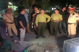 Thừa Thiên Huế: Phát hiện hàng trăm cá thể rắn không rõ nguồn gốc xuất xứ