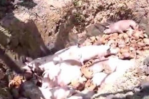 Tiêu hủy đàn heo chứa chất cấm Salbutamol Tiêu hủy đàn heo chứa chất cấm Salbutamol