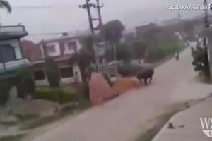 Tê giác 2,3 tấn nổi điên tấn công người đi xe máy