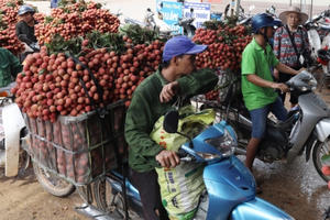 Dự kiến có 1.000 tấn vải thiều Bắc Giang sẽ xuất khẩu tới thị trường EU, Mỹ, Singapore...