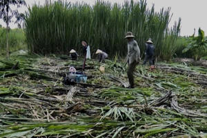 Hậu Giang: Nông dân trồng mía bán lẻ thu lợi nhuận cao hơn bán cho nhà máy đường