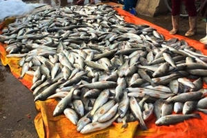 Mẫu cá chết ở Tĩnh Gia không liên quan đến dịch bệnh