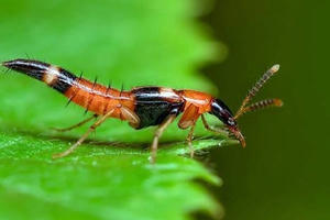 Xử trí thế nào khi bị kiến ba khoang đốt Xử trí thế nào khi bị kiến ba khoang đốt