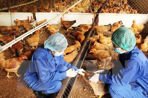 Vĩnh Long tiếp tục có ổ dịch cúm gia cầm mới