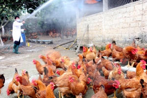 TP Cần Thơ ghi nhận ổ dịch cúm gia cầm mới phát sinh