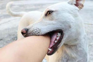 Bé trai 7 tuổi tử vong vì bệnh dại sau 2 tháng bị chó lạ cắn