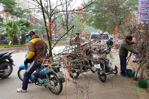 Văn phòng Chính phủ giải thích về chỉ đạo cấm chặt đào rừng chơi Tết