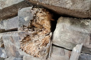 Nghệ An: Cả trăm m3 gỗ quý chờ mục rỗng ngay tại Ban quản lý rừng