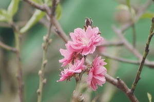 Đào Nhật Tân bung hoa xuống phố đón tết  Đinh Dậu 2017