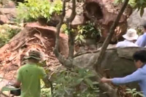 Đà Nẵng: Sẽ xử lý nghiêm vụ phá rừng tại bán đảo Sơn Trà