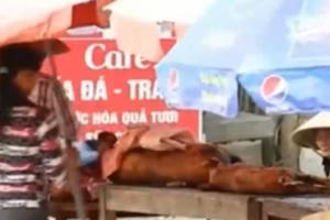 Đặc sản thịt lợn mán được chế biến từ lợn chết tím tái, bốc mùi