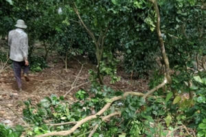 Đồng Nai: Voi rừng thường xuyên phá hoại tài sản của người dân