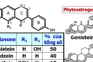 Nói tinh chất mầm đậu nành gây ung thư là phản khoa học