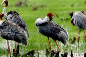 Đàn sếu chưa về