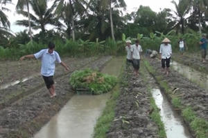 Phát hiện mảnh vườn 750 m2 trồng cần sa ở Trà Vinh