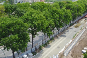 Bản tin Audio Thời sự Pháp luật ngày 7/6: Chặt hạ, di chuyển 1.300 cây xanh 'mới chỉ là đề xuất'