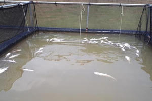 Làm rõ nguyên nhân cá nuôi lồng chết hàng loạt trên lòng hồ thủy điện Hủa Na