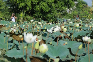 Chủ đầm sen trắng thu tiền triệu mỗi ngày